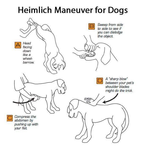 chart on how to help your dog if they're ever choking on something